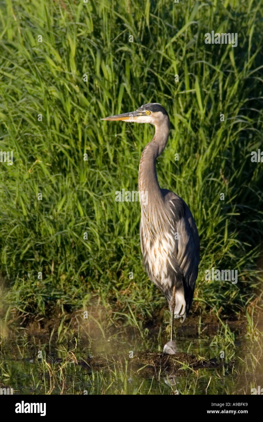 Airone blu, Ardea Erodiade, in piedi in una palude presso il William L Finley NWR. Foto Stock