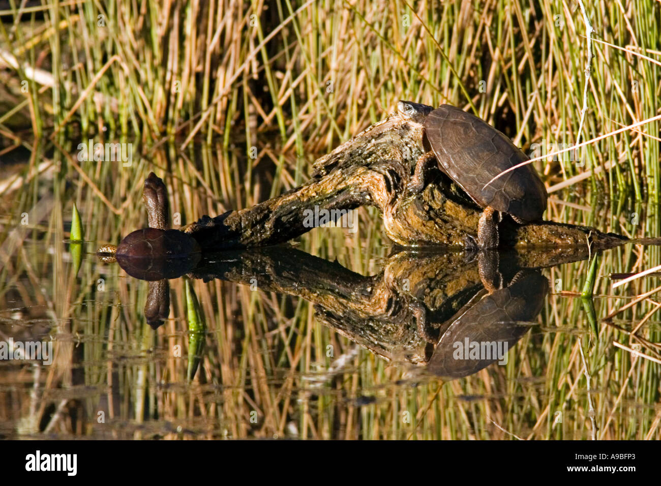 Western Pond tartarughe, Clemmys marmorata, crogiolarsi sotto il sole invernale. Foto Stock