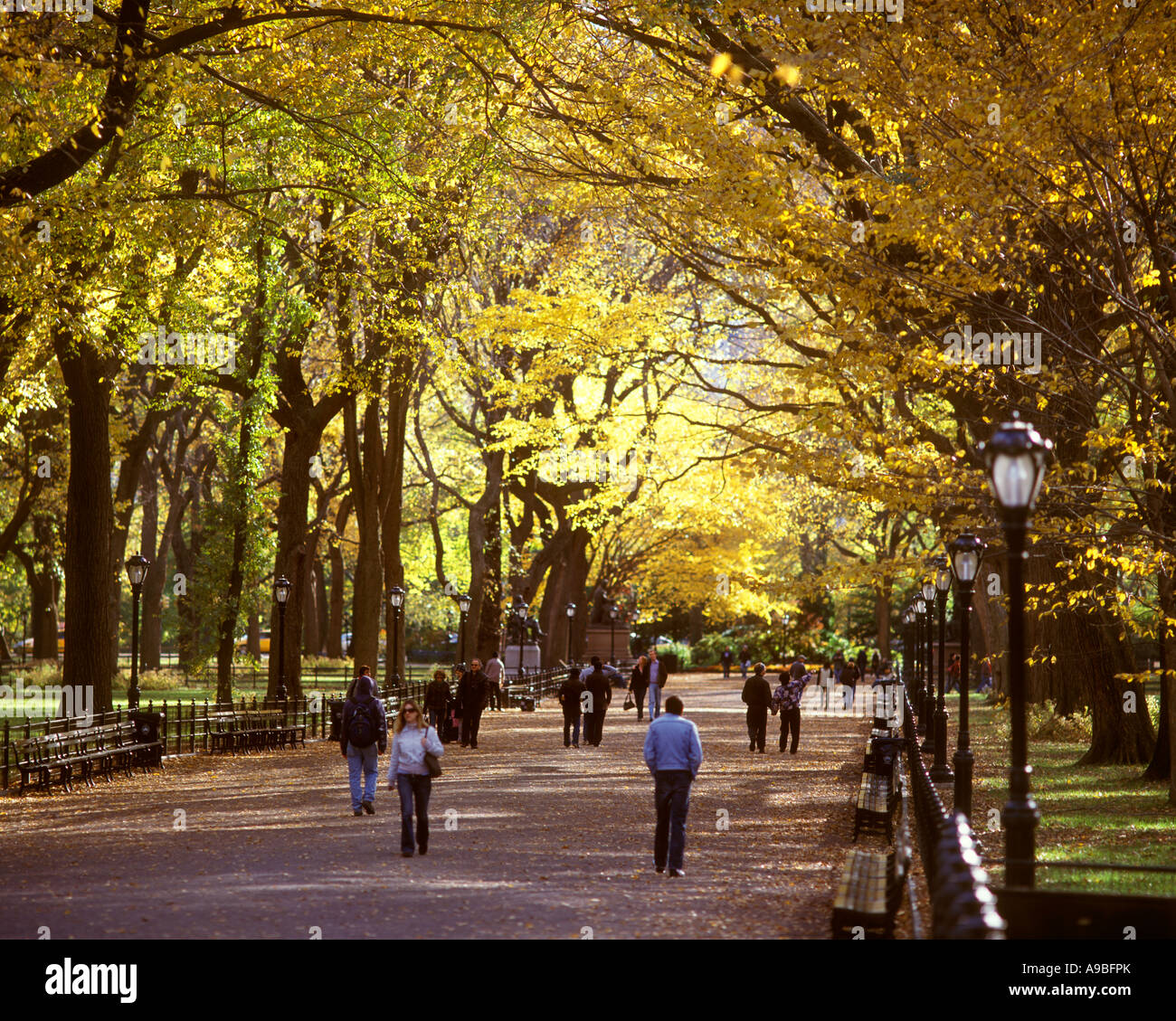 ELM a piedi il centro commerciale CENTRAL PARK MANHATTAN NEW YORK CITY USA Foto Stock