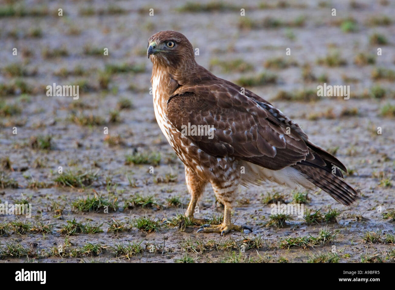 Luce di coda rossa Hawk, Buteo jamaicensis, stando in piedi in un campo del William L Finley NWR in Oregon. Foto Stock