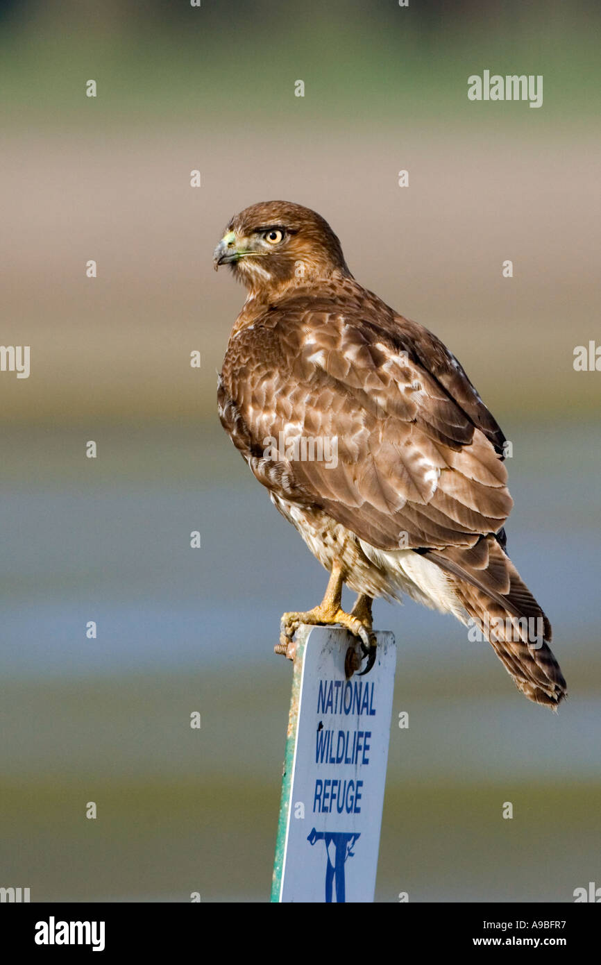 Luce di coda rossa Hawk, Buteo jamaicensis, appollaiato su un segno sul William L. Finley NWR in Oregon. Foto Stock