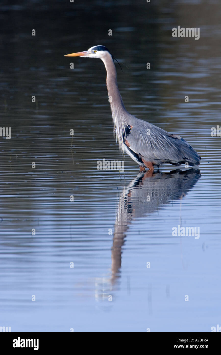 Airone blu, Ardea Erodiade, pesca in una palude presso il William L Finley NWR. Foto Stock