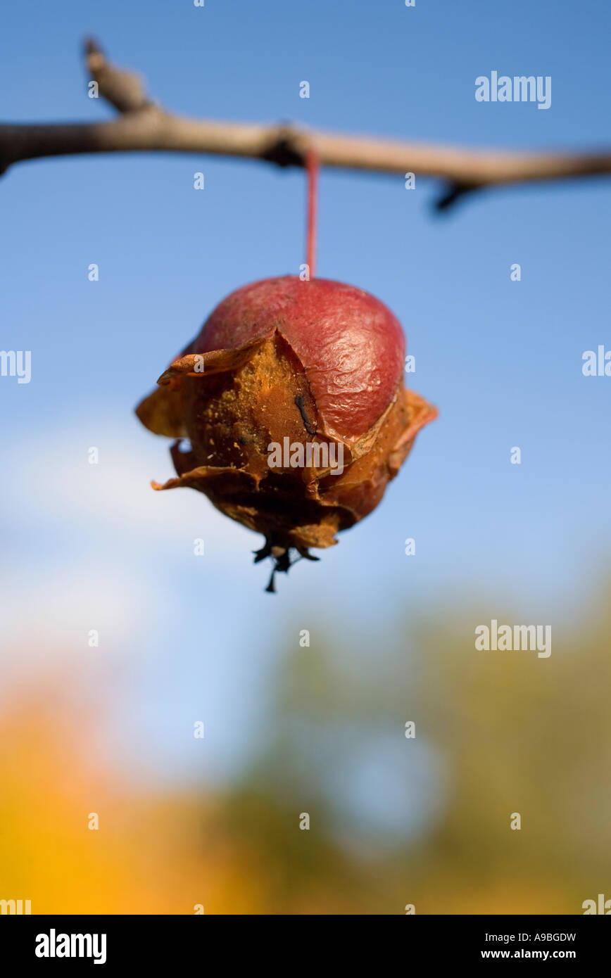 Close-up di un marcio apple rosso appeso dal ramo Foto Stock