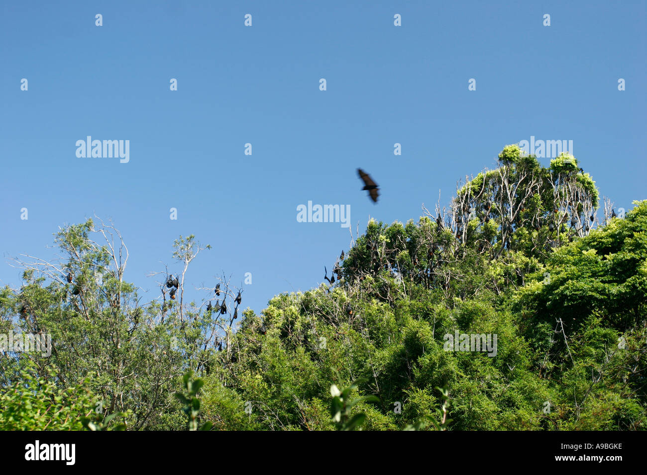 Alberi pieni di volpi volanti o pipistrelli della frutta presso i giardini botanici di Sydney, Nuovo Galles del Sud Australia. Foto Stock