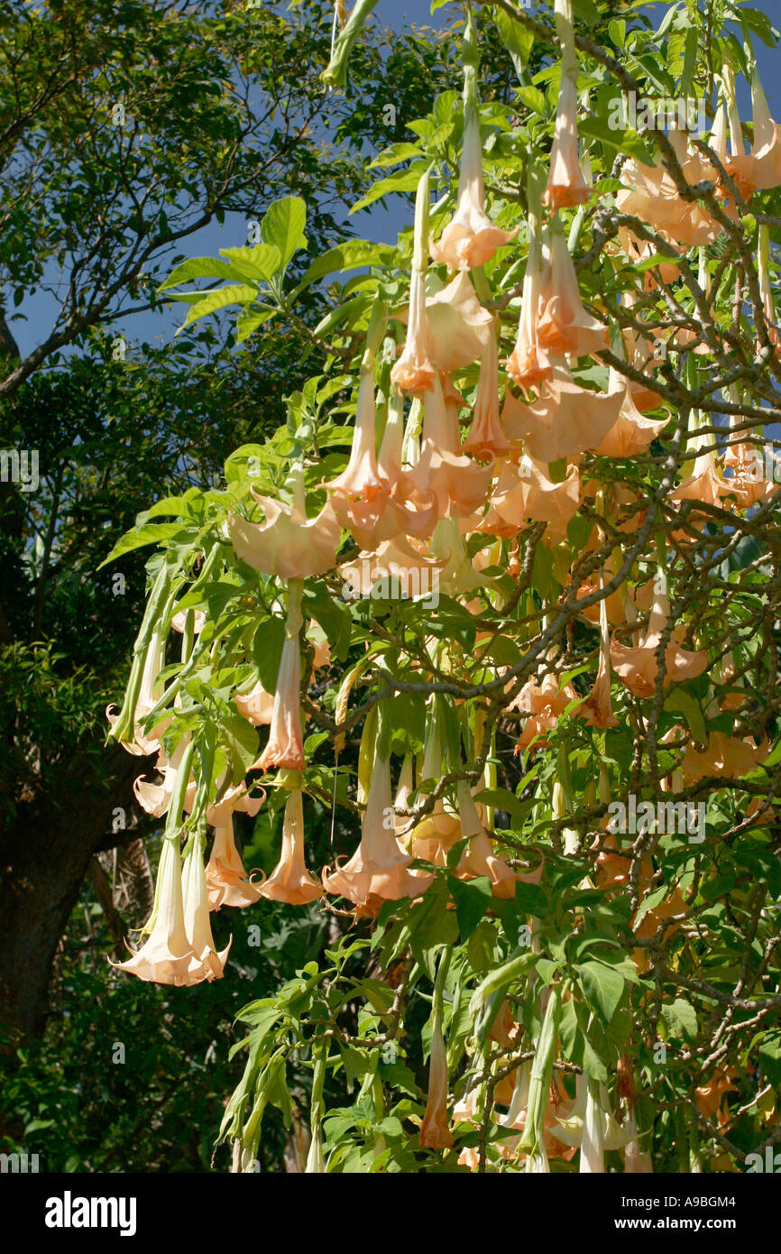 I giardini botanici di Sydney, Nuovo Galles del Sud Australia. Foto Stock