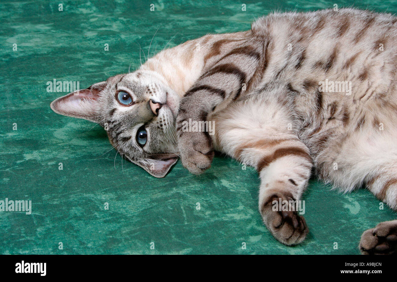 Gatto allegro Foto Stock