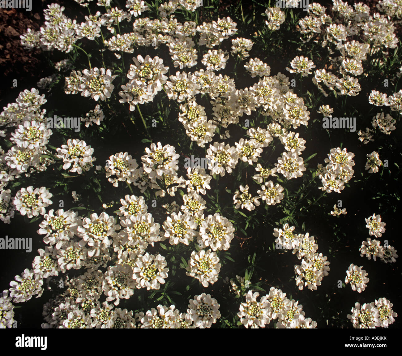 Iberis amara Candytuft comune fragranti piccoli fiori bianchi in densi ammassi annuale cespuglioso Foto Stock
