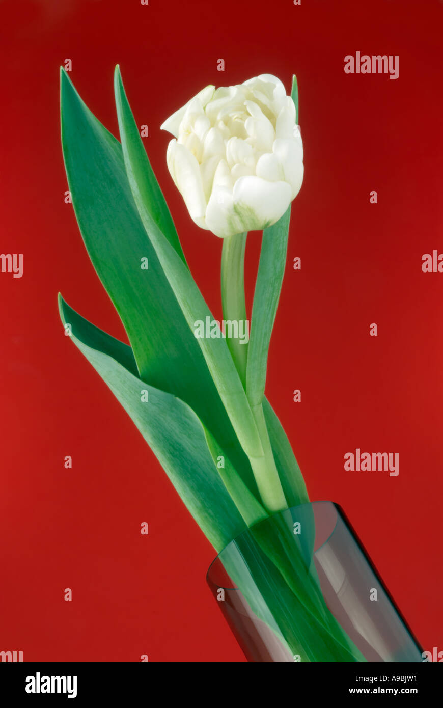 Bianco fiore singolo rosso tulipano in un vaso contenitore su uno sfondo rosso Foto Stock