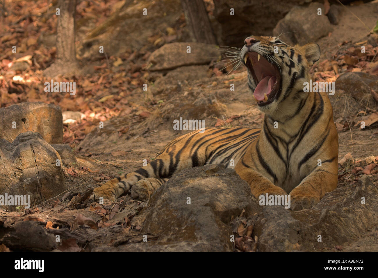 Tiger felis tigris Foto Stock