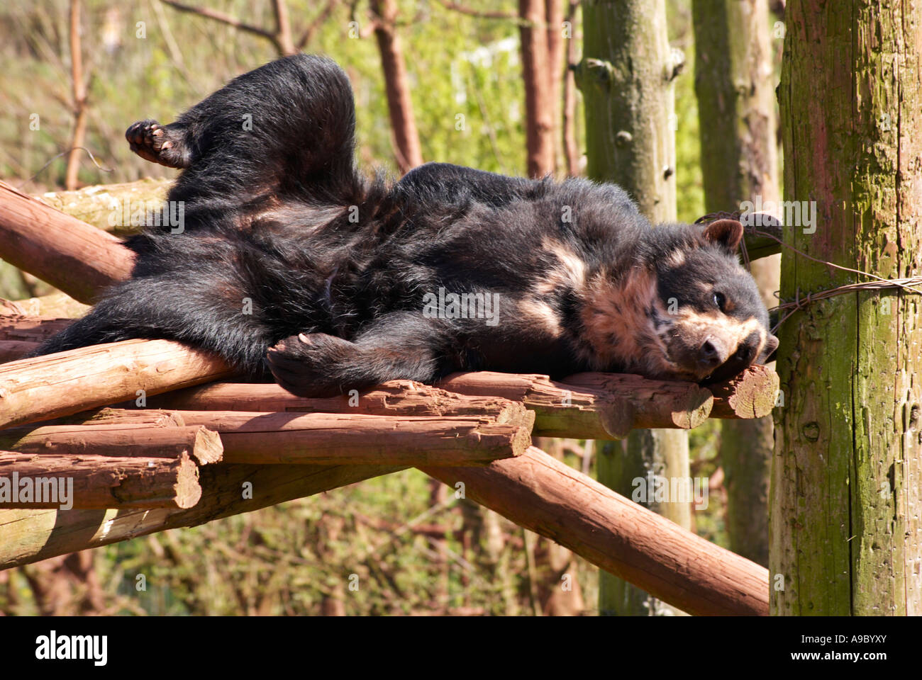 Rilassante Orso Spectacled Tremarctos ornatus Foto Stock