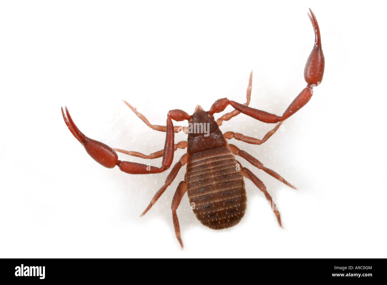 Pseudoscorpion, Chelifer cancroides, un piccolo aracnide con artigli. Foto Stock