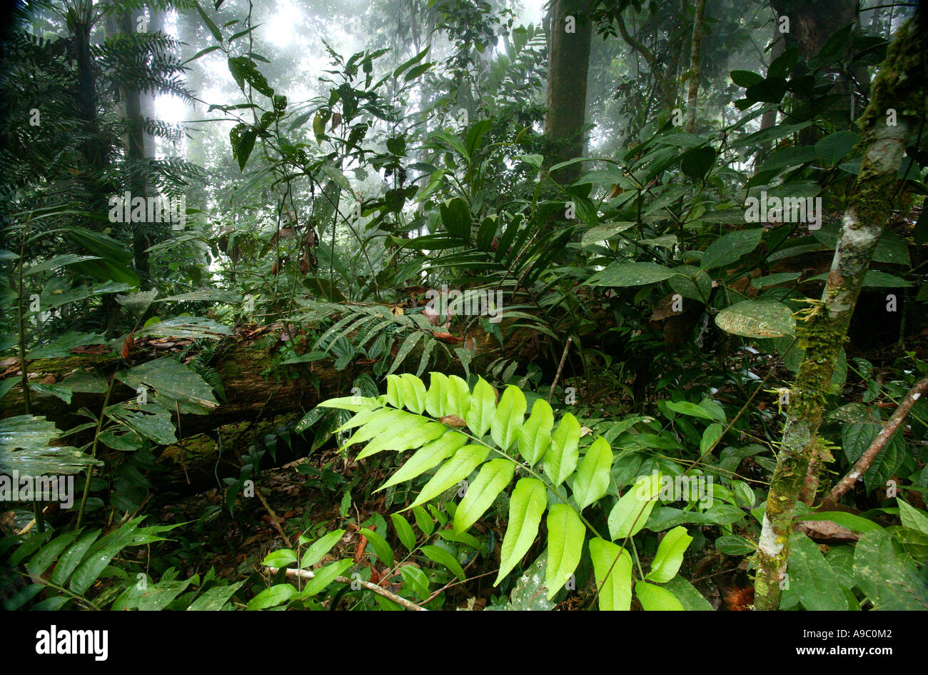 Lussureggiante foresta pluviale nel Pirre montagne, Parco Nazionale del Darién, provincia di Darien, Repubblica di Panama. Foto Stock