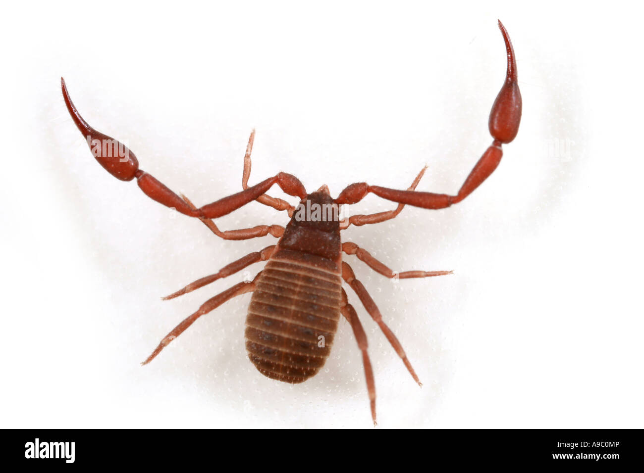 Pseudoscorpion, Chelifer cancroides, un piccolo aracnide con artigli. Foto Stock