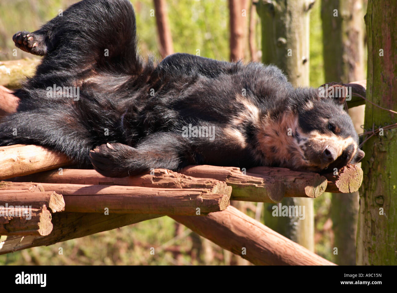 Rilassante Orso Spectacled Tremarctos ornatus Foto Stock