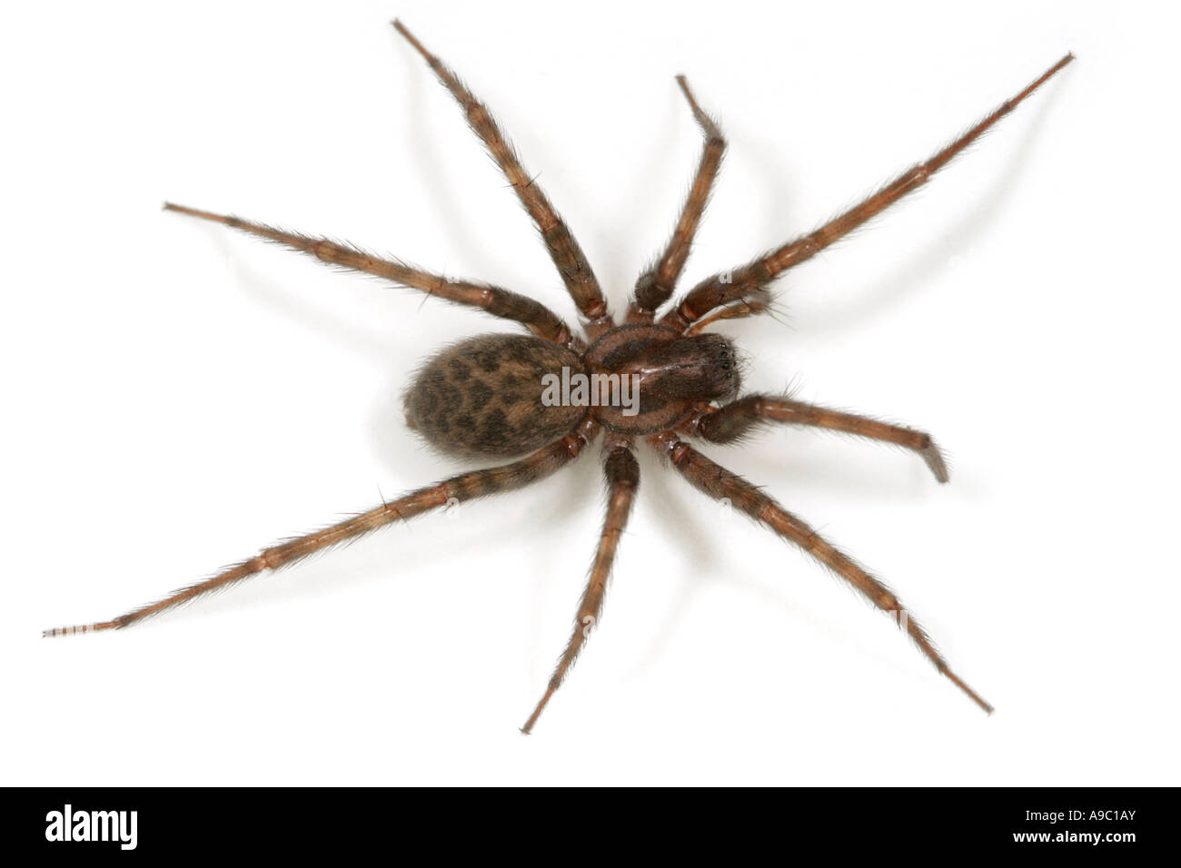 Casa femmina spider, Tegenaria domestica, su sfondo bianco Foto Stock