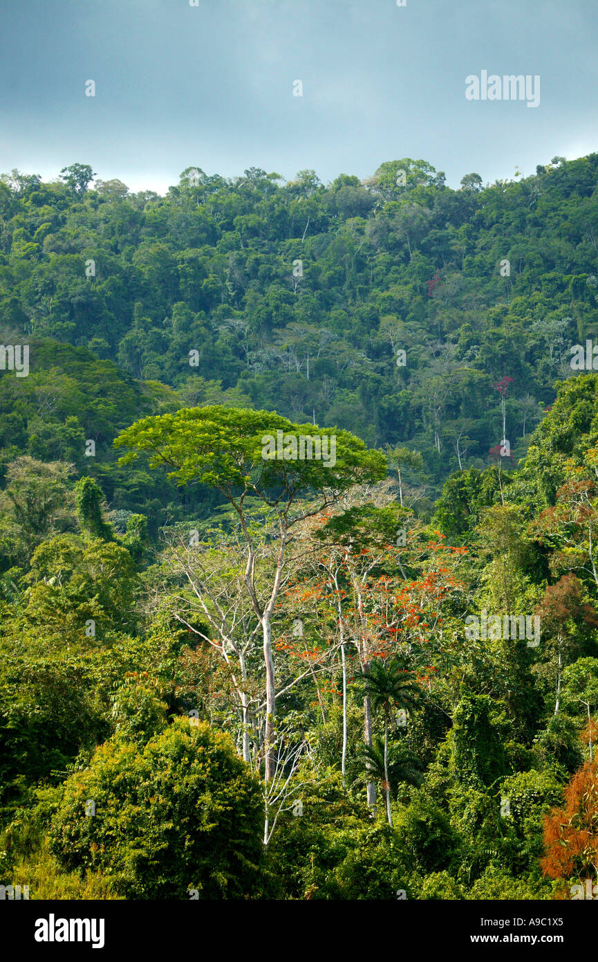La densa foresta pluviale nel Pirre Valley vicino a Cana la stazione di campo nel Parco Nazionale del Darién, provincia di Darien, Repubblica di Panama. Foto Stock