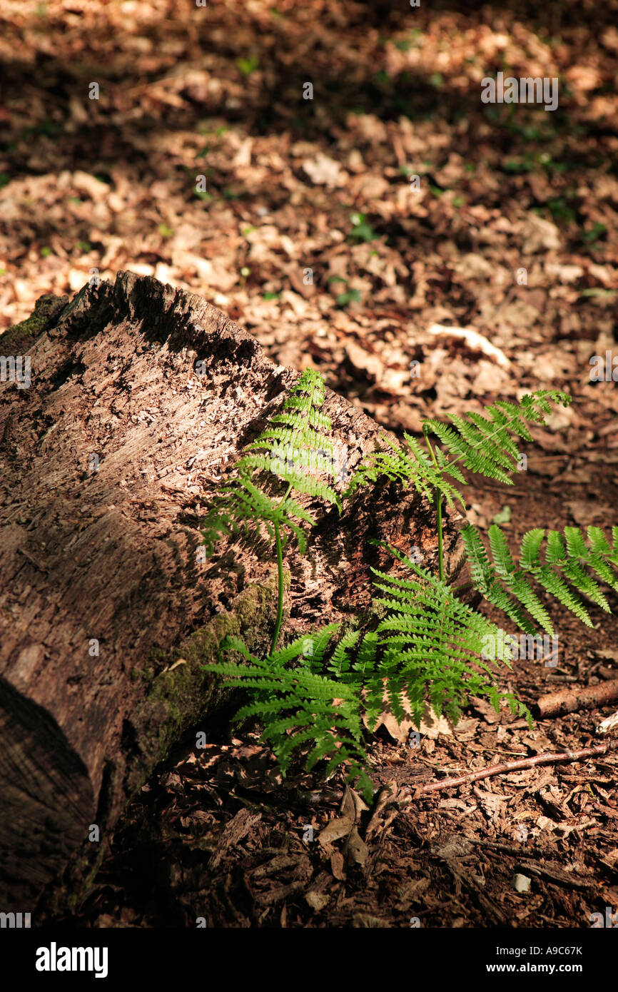 Bracken crescente nel bosco Foto Stock