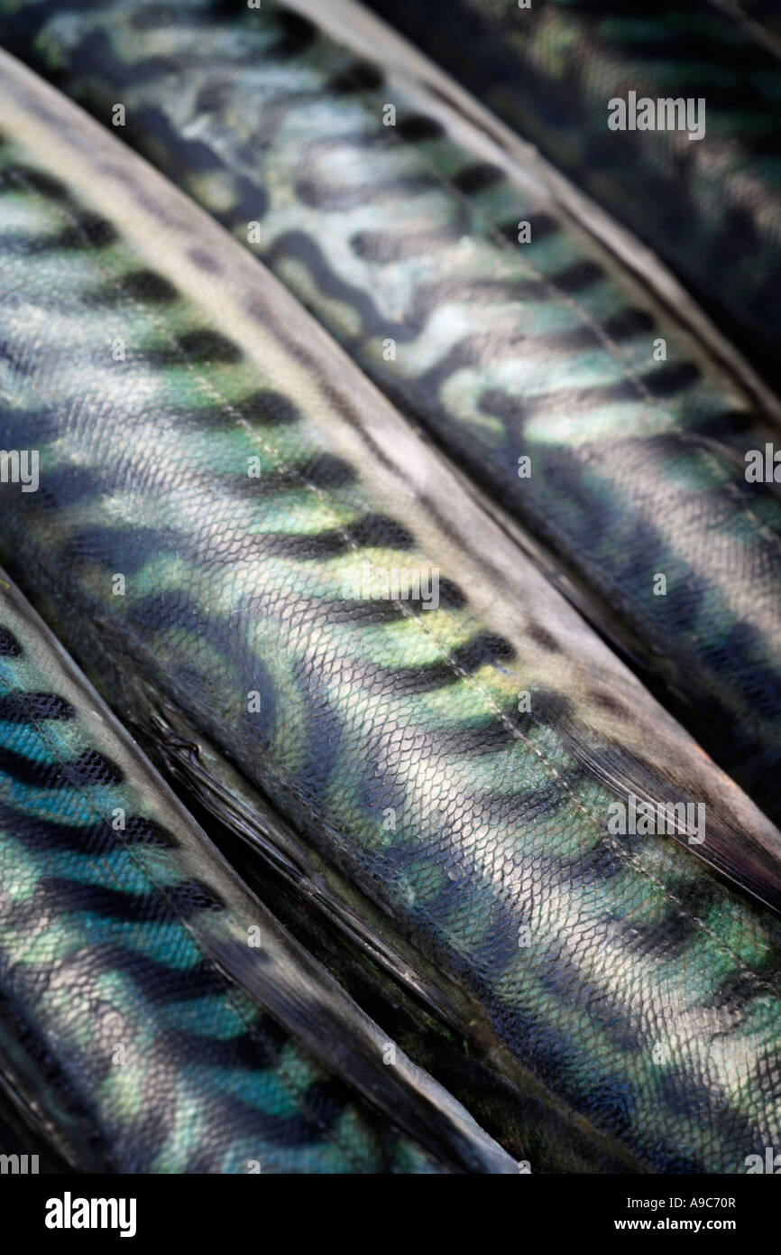 Sgombro di pelle di pesce Foto Stock