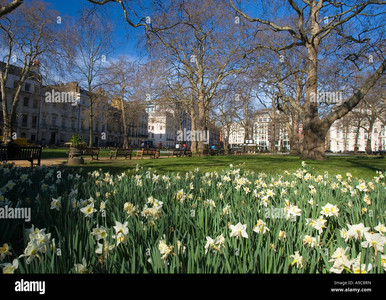 Berkeley Square Londra Inghilterra REGNO UNITO Foto Stock