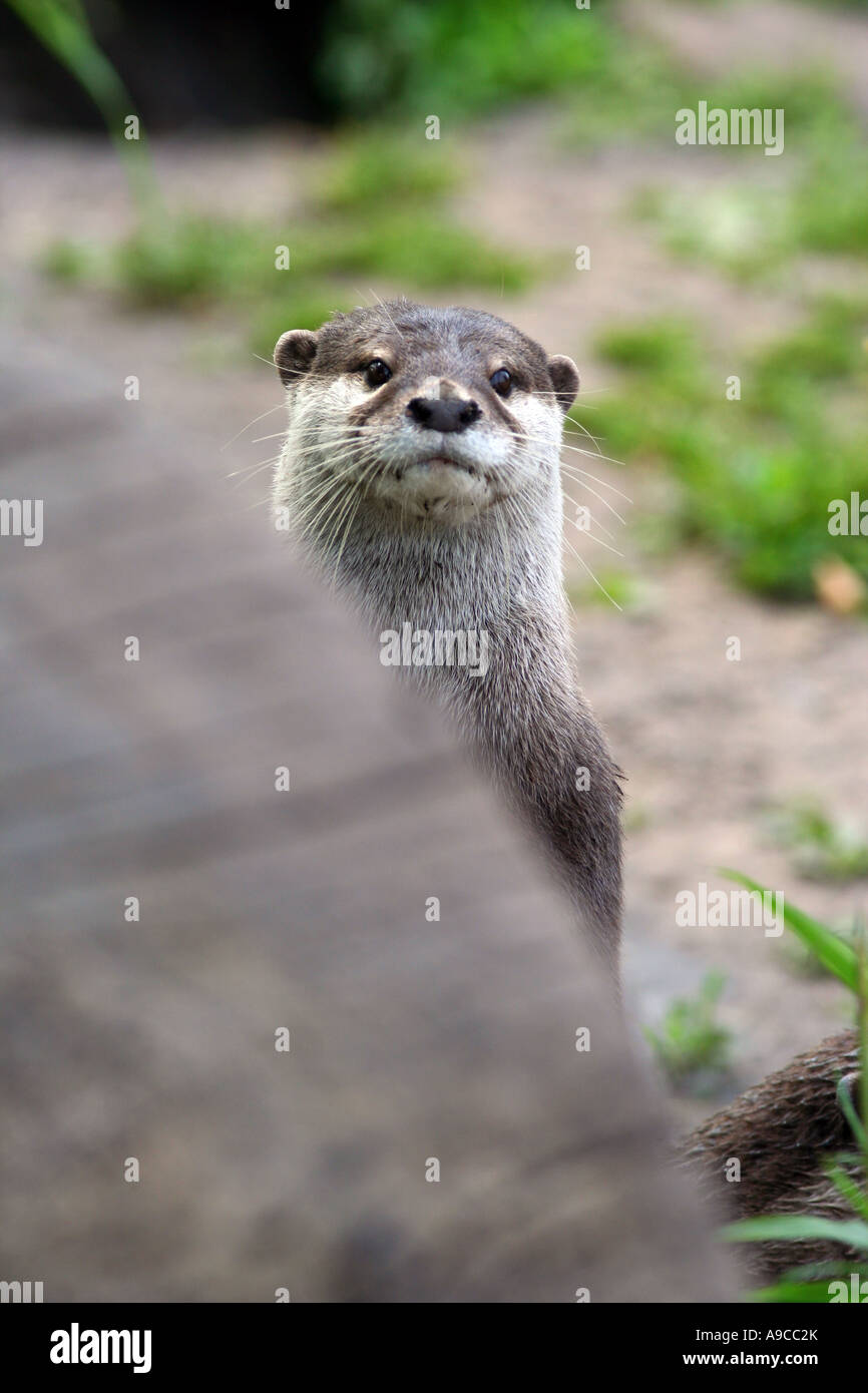 Asian breve artigliato otter Foto Stock