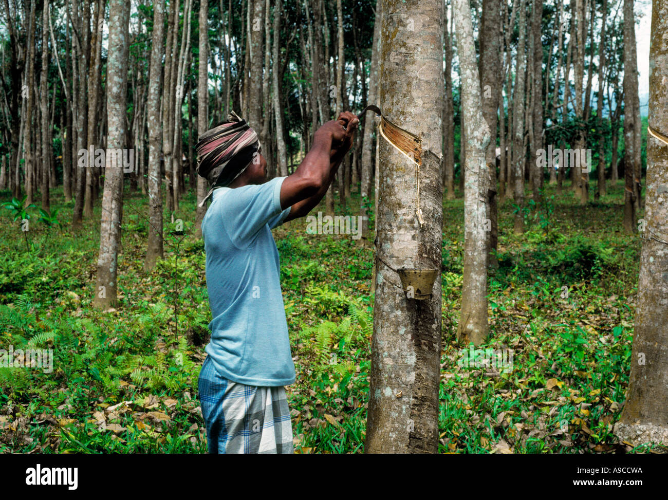 La gomma maschiatore toccando Malesia Foto Stock