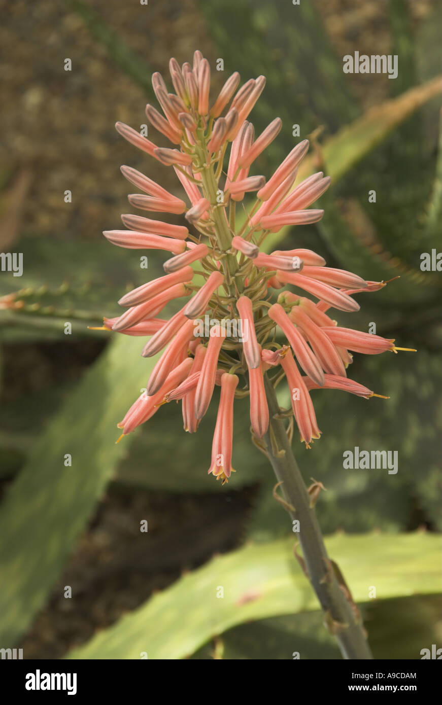 Aloe Fosteri flower spike in hot house Foto Stock