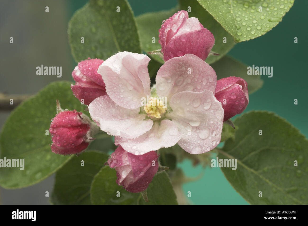 Bramley Apple Blossom ad albero con rugiada su foglie NORFOLK REGNO UNITO Aprile Foto Stock