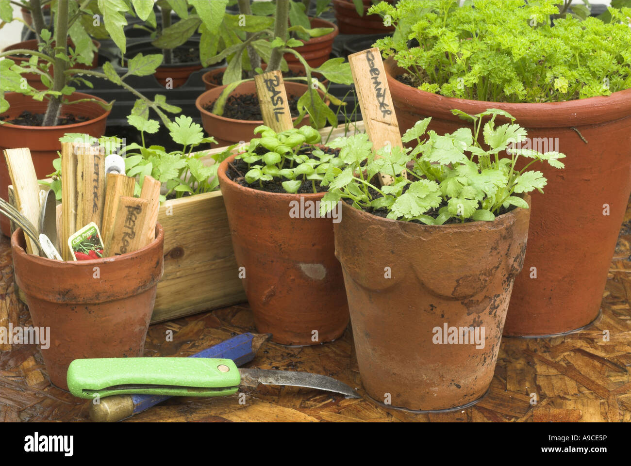 Potting Shed banco con le erbe piantine in vasi di terracotta impianto coltello etichette e matita Foto Stock