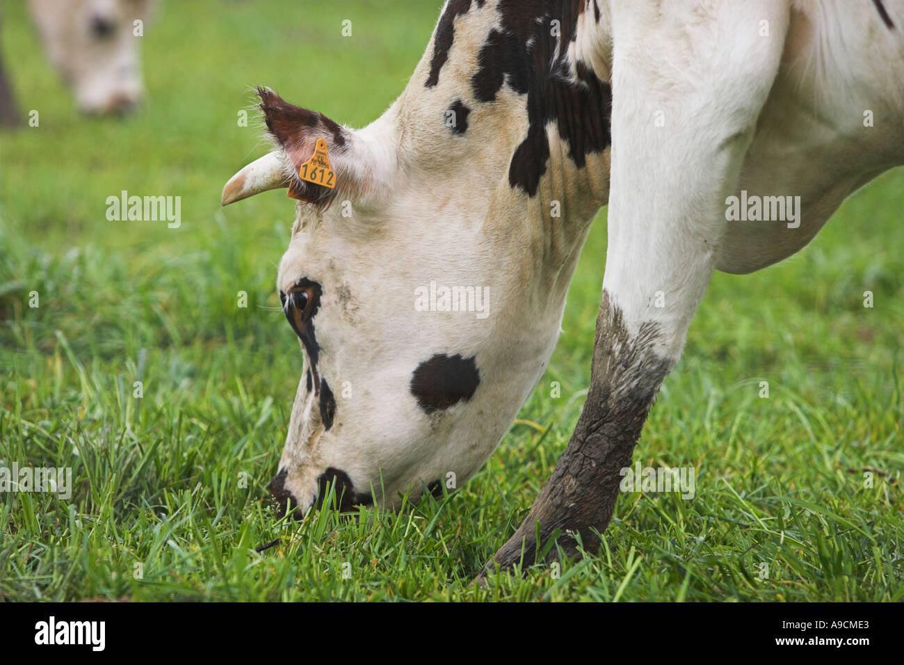 Normande mucca pascolare in un campo Normandia Francia Foto Stock