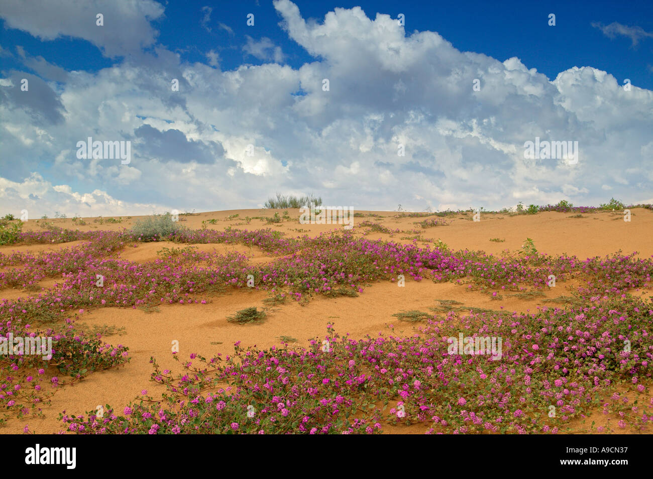Imperial dune di sabbia Recreation Area della California del Sud Foto Stock