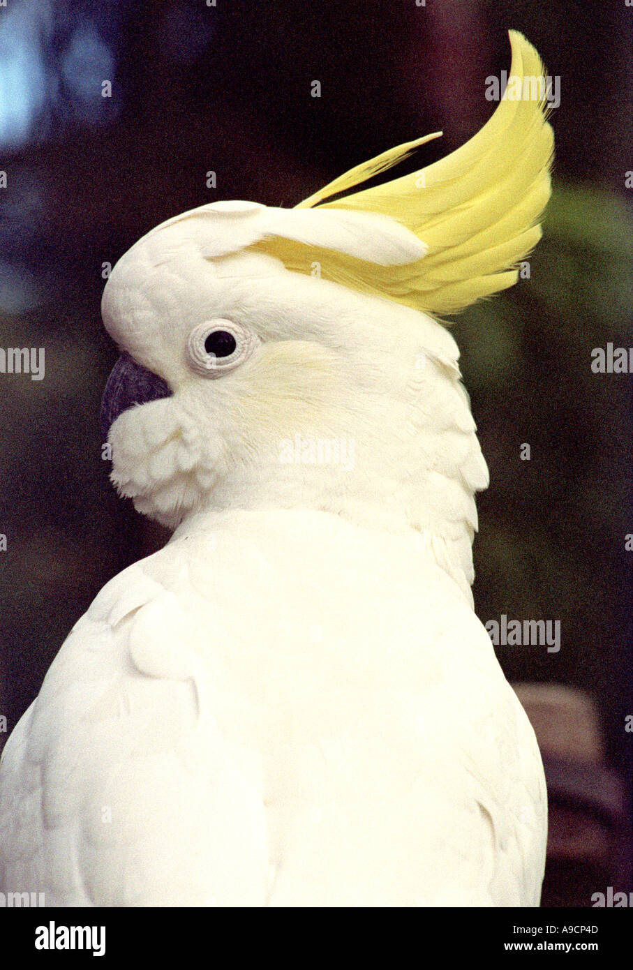 un cacatua Foto Stock