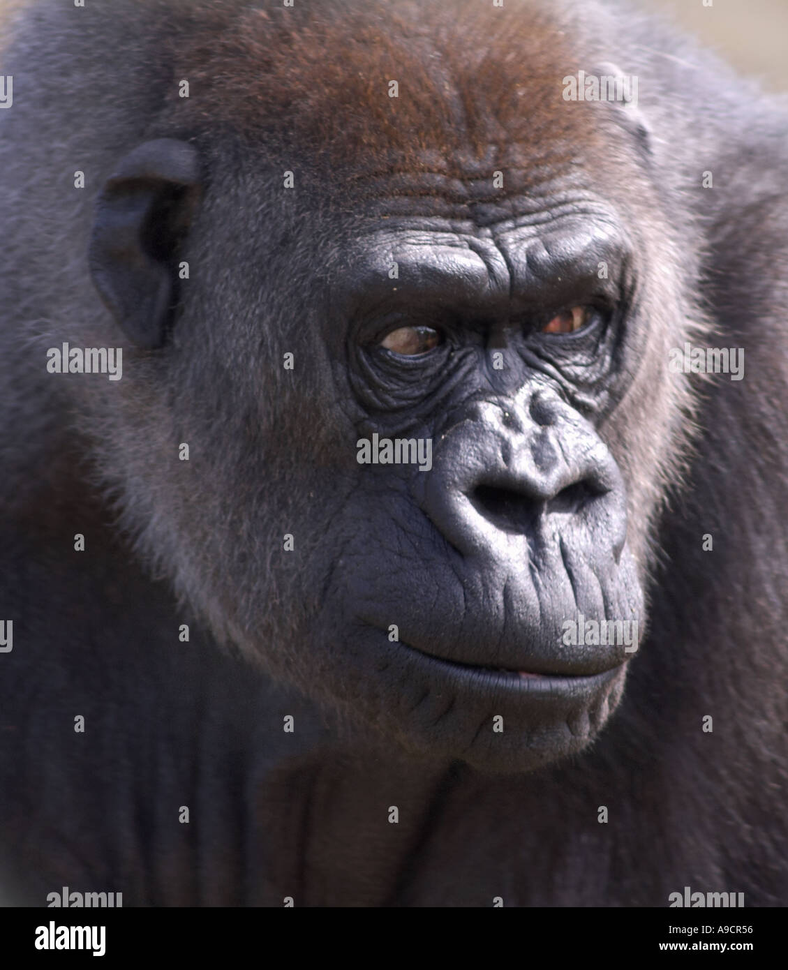 Femmina (pianura gorilla gorilla gorilla) Foto Stock