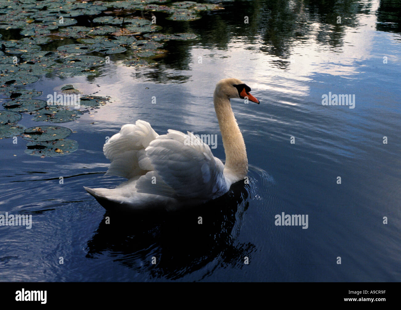 Un Cigno accanto al giglio di acqua le piante Foto Stock