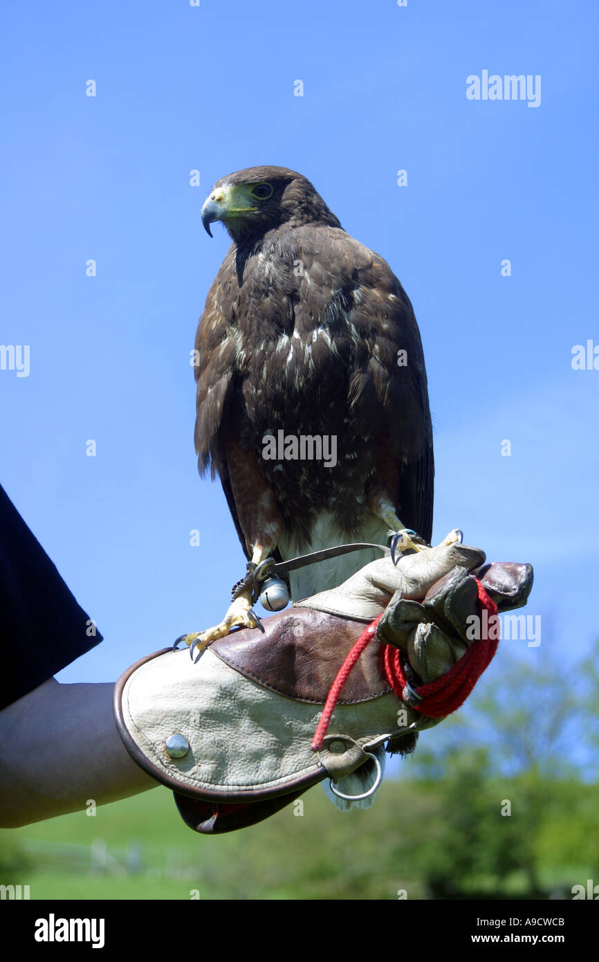 Falco di Harris Parabuteo unicinctus su falconieri guanto Foto Stock