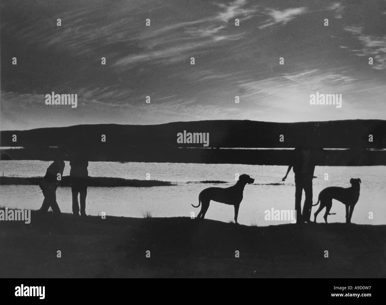 Silluette romantica in bianco e nero di cani - grande danesi- con persone in un lago vicino a Corofin - Co Clare - Irlanda occidentale Foto Stock