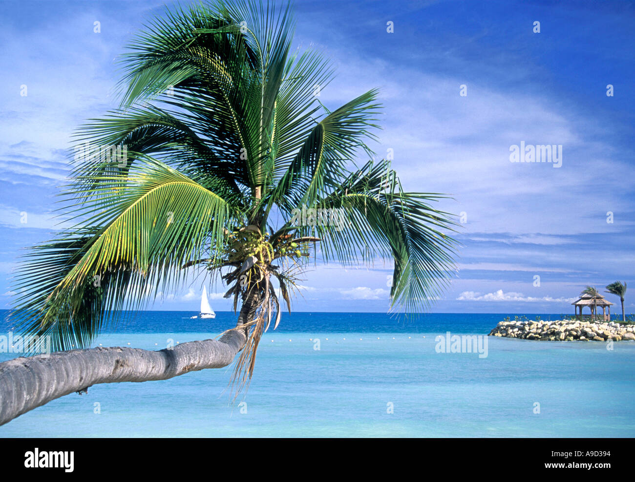 Un albero di palma, una barca a vela e il mare dei caraibi lungo la costa di Antigua. Foto Stock