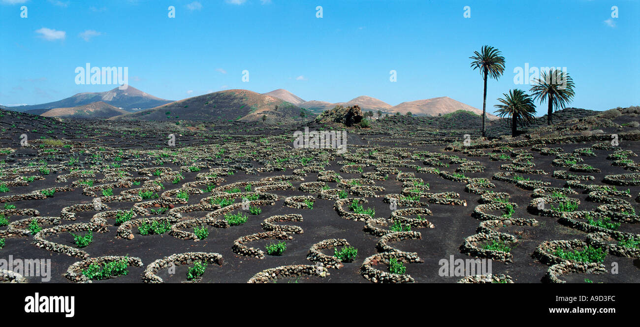 Tipica coltivazione vicino a Yaiza, Lanzarote, Isole Canarie, Spagna Foto Stock