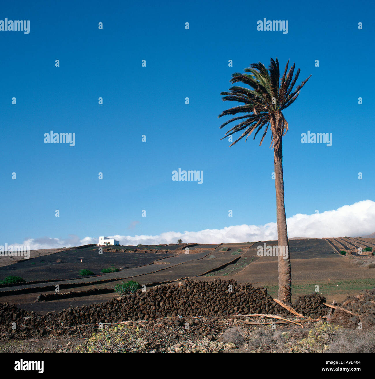 Tipico paesaggio vicino a Teguise, Lanzarote, Isole Canarie, Spagna Foto Stock