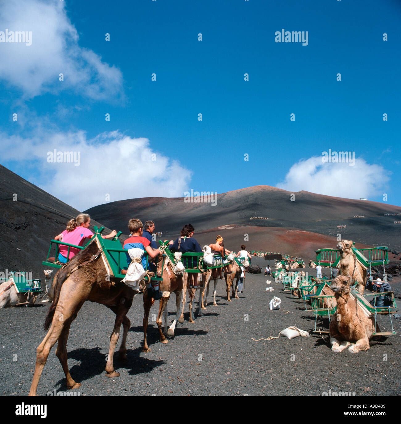 Le corse di cammelli nel Parco Nazionale di Timanfaya, Lanzarote, Isole Canarie, Spagna Foto Stock