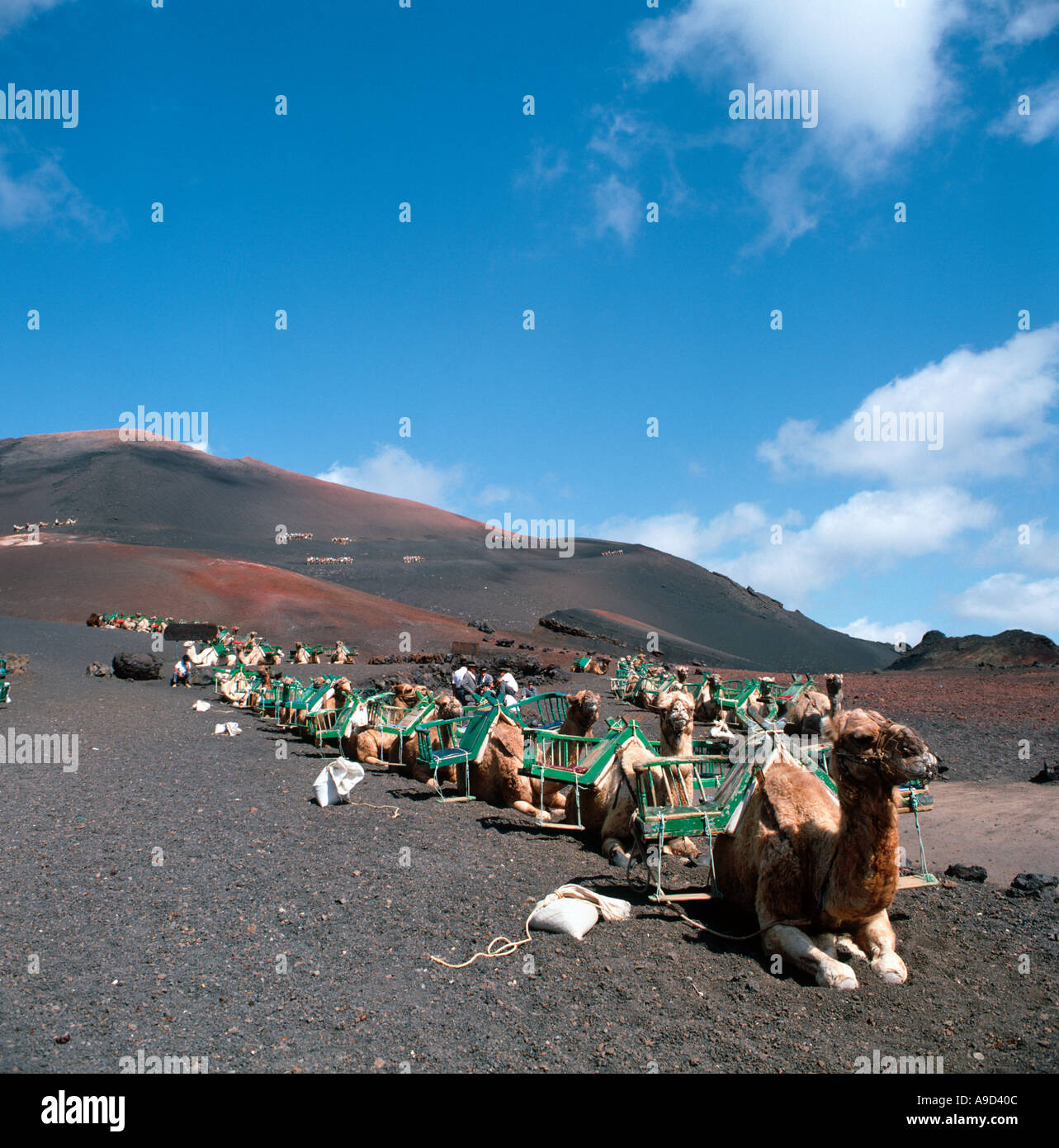 Le corse di cammelli nel Parco Nazionale di Timanfaya, Lanzarote, Isole Canarie, Spagna Foto Stock