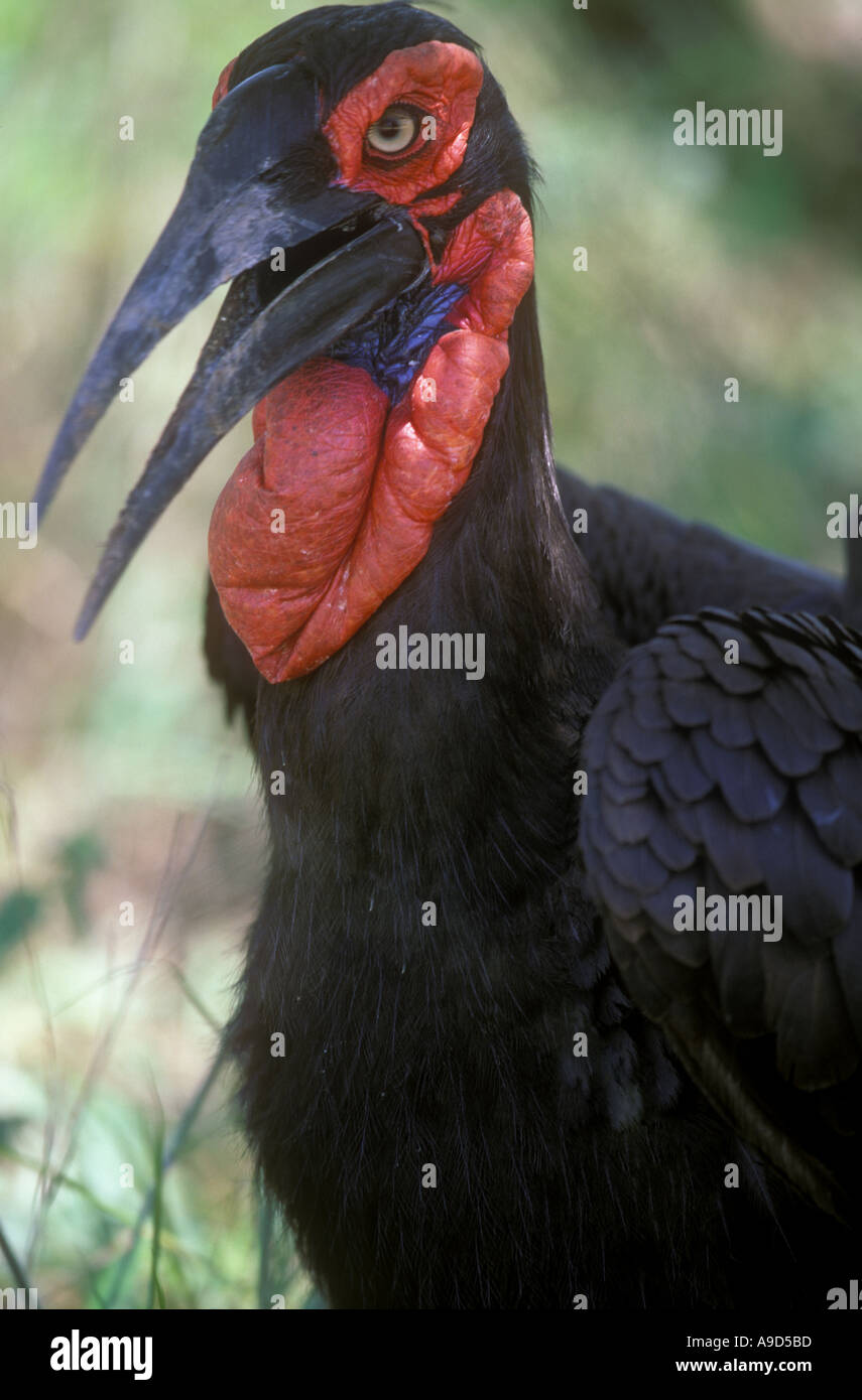 Massa Hornbill ritratto Bucorvus leadbeateri Foto Stock