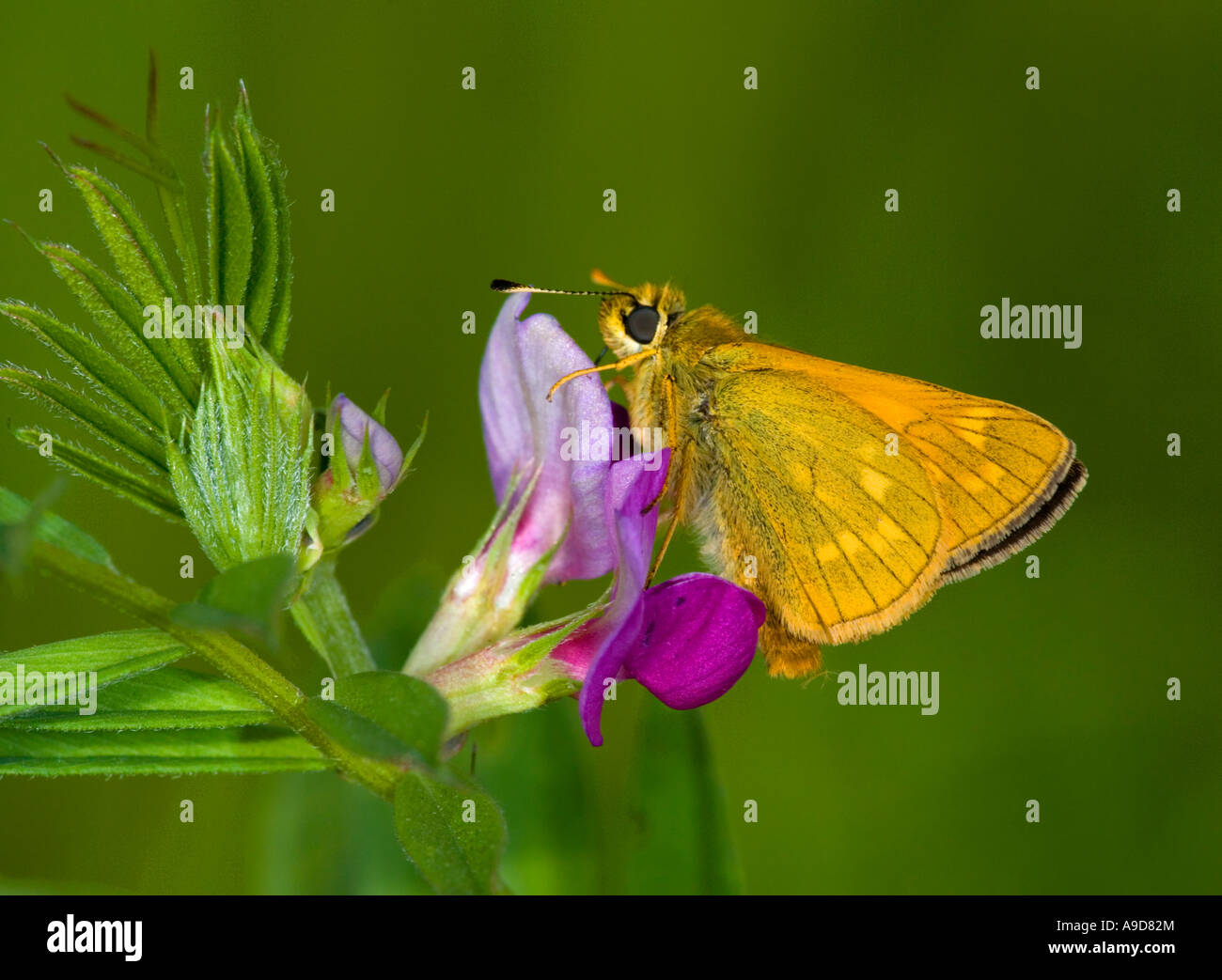 Grande Skipper butterfly (Ochlodes venata) su un rene veccia fiore Foto Stock