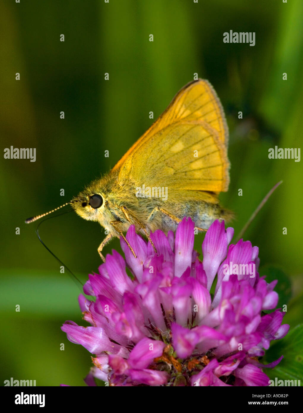 Grande Skipper (Ochlodes venata) alimentazione da un fiore di trifoglio Foto Stock