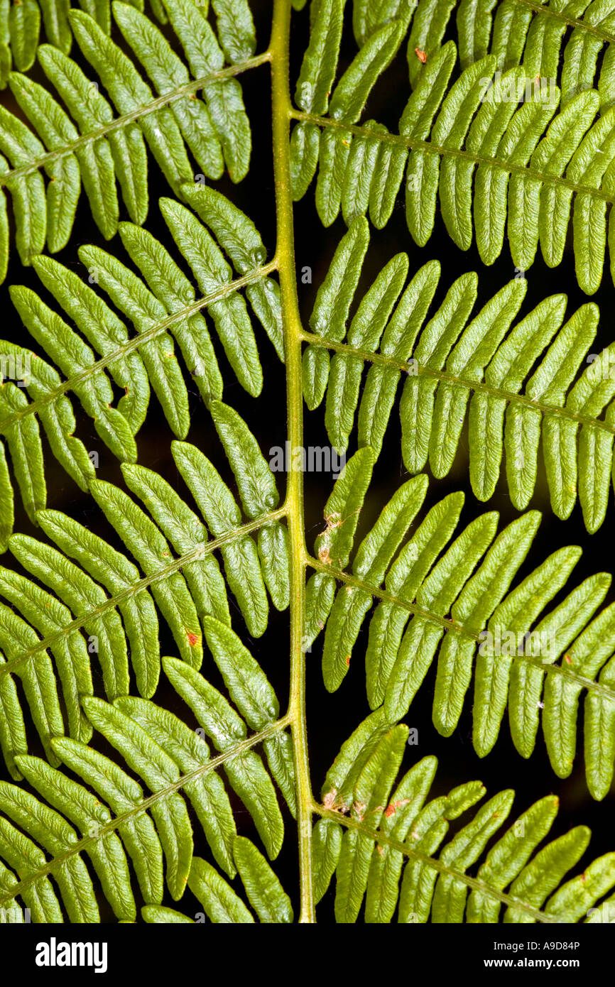 Bracken (Pteris aquilina) Foto Stock