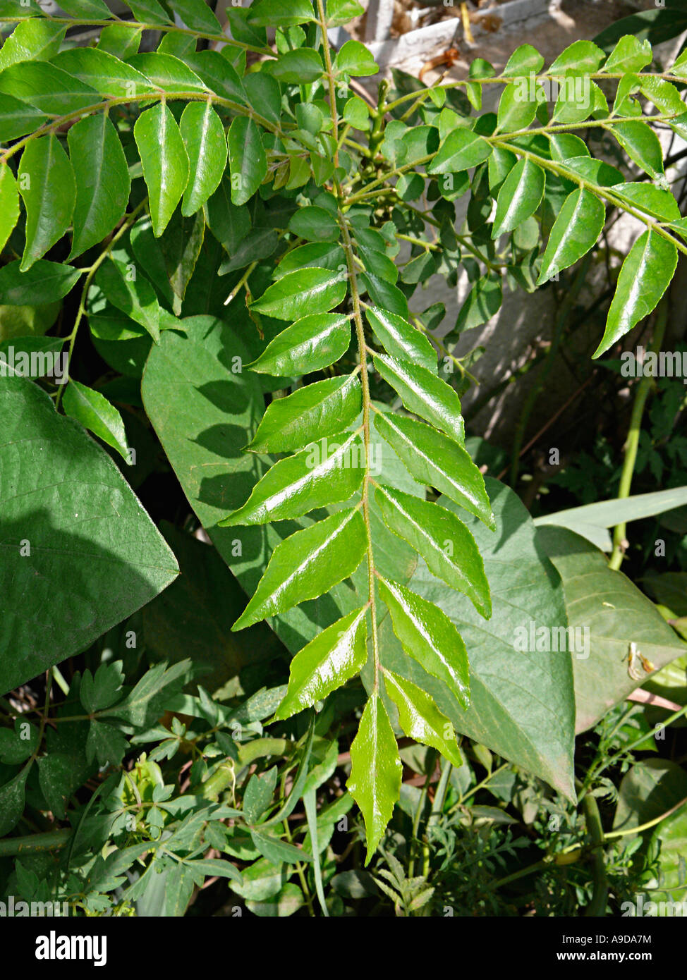 Curry Leaf (Murraya koenigii) Le foglie sono utilizzate come un importante aromi alimentari in Indiana e cucina asiatica. Pune, India. Foto Stock