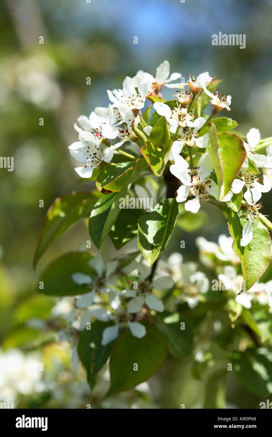 Il coreano Sun Pera Pyrus Fauriei 'Westwood' Foto Stock