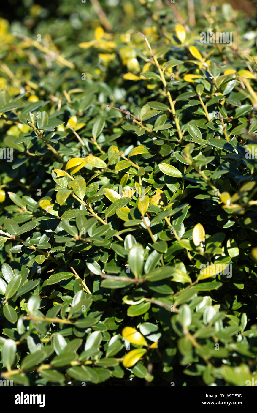 Helleri Holly Ilex crenata 'Helleri' Aquifoliaceae Foto Stock