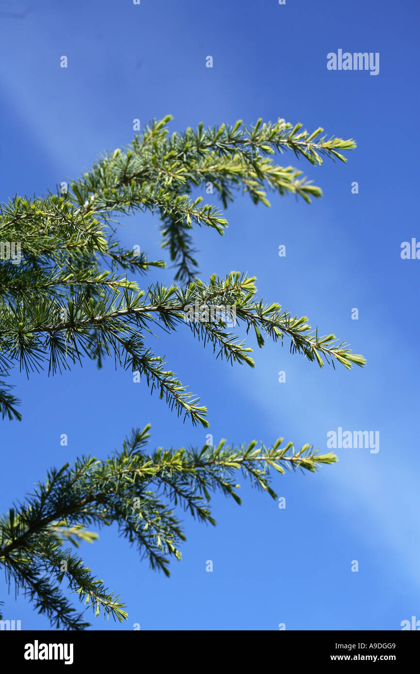 Cedro Deodar Bush di Electra CEDRUS DEODARA Foto Stock