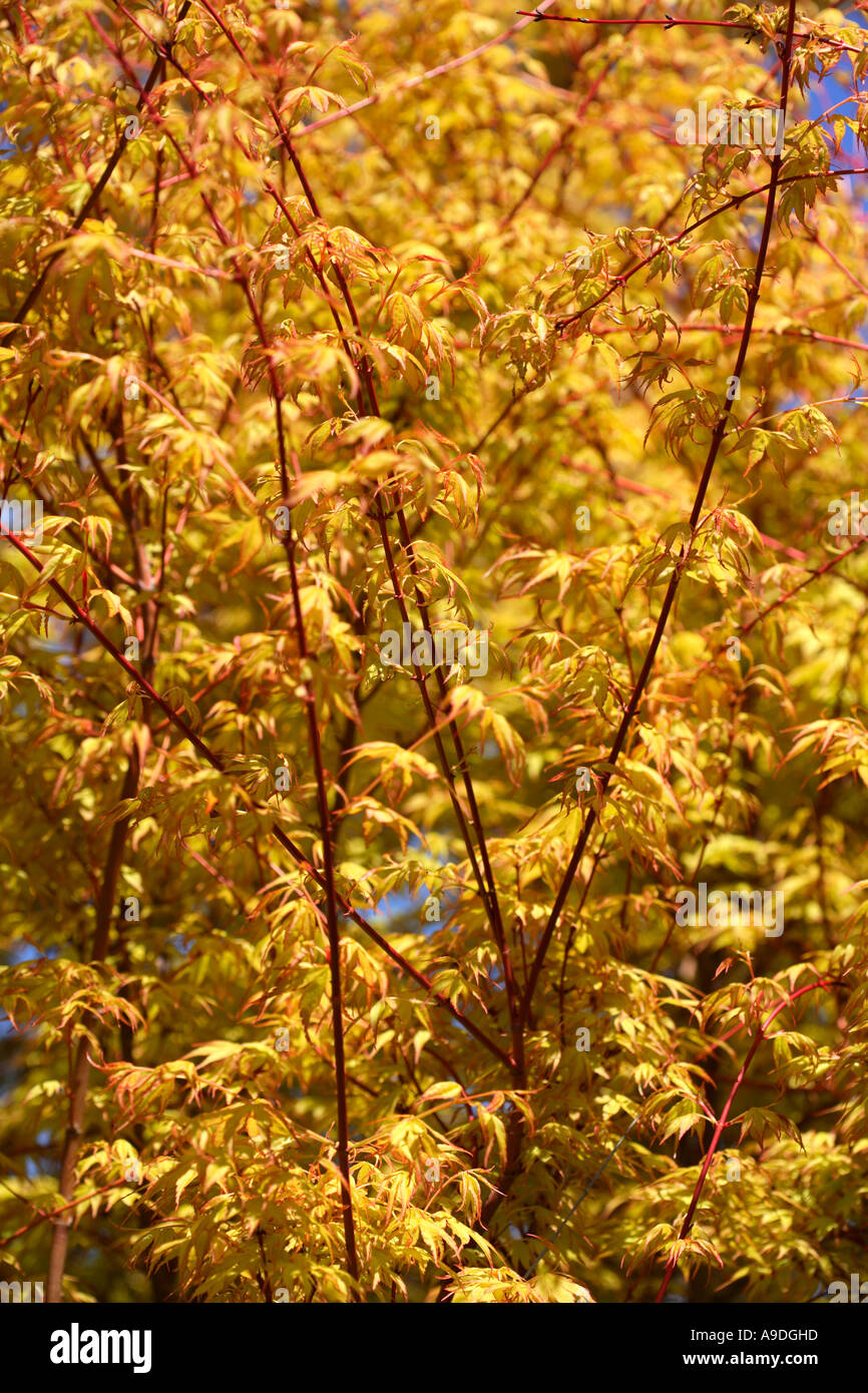 Acero giapponese Acer palmatum Ueno Yama Foto Stock