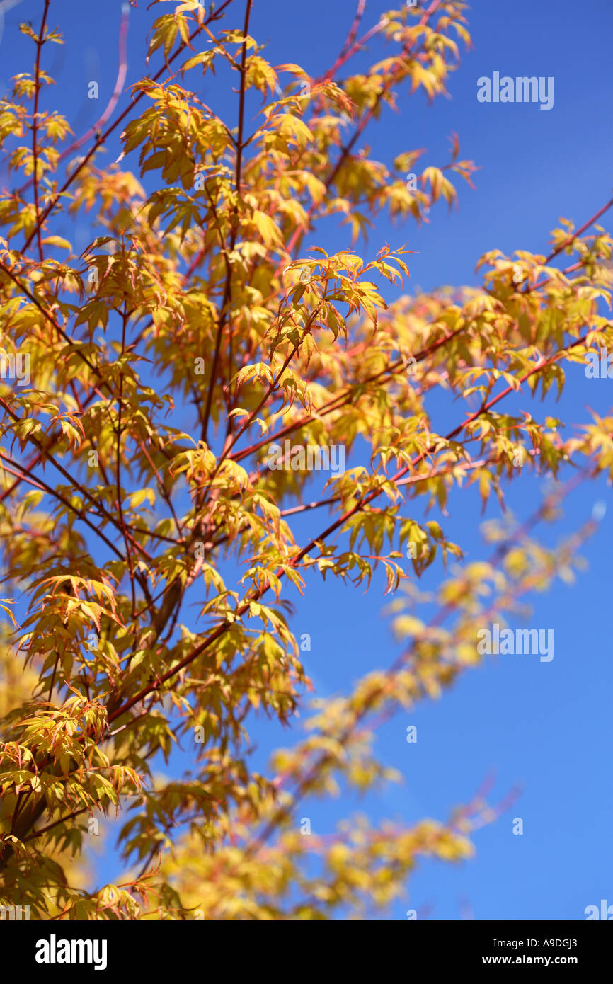 Acero giapponese Acer palmatum Ueno Yama Foto Stock